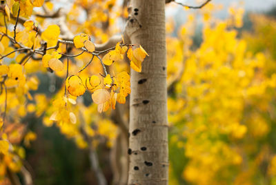 Close-up of yellow flowering plant during autumn