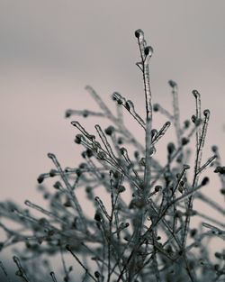 Close-up of plants during winter