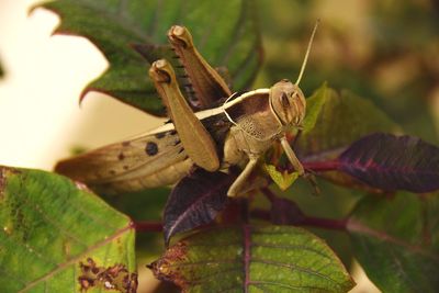 Close-up of insect on flower