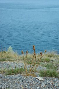Plants at beach