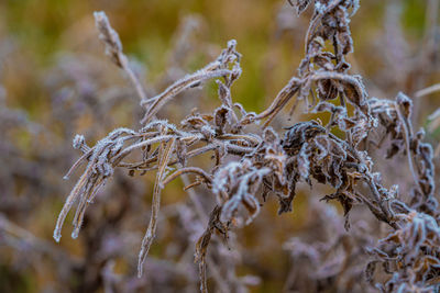 Close-up of dried plant on land