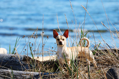 Portrait of dog standing on grass by ocean 