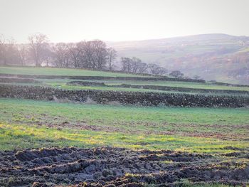 Scenic view of field against clear sky