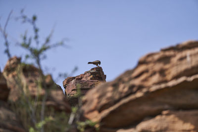 animal wildlife