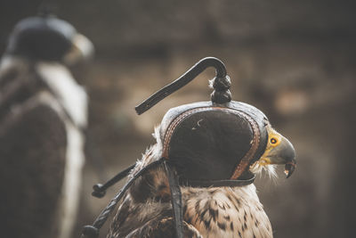 Close-up of eagle against blurred background