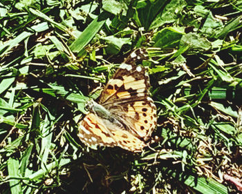 Close-up of butterfly on leaf