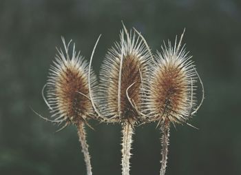 Close-up of plant against blurred background