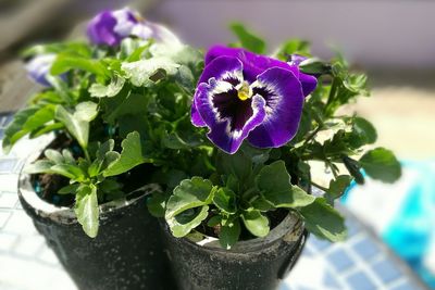 Close-up of purple flowers