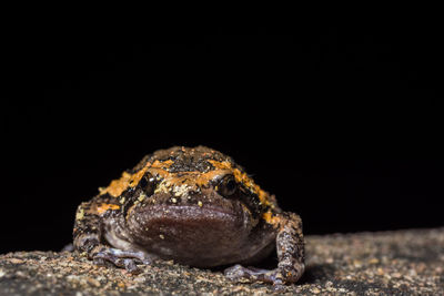 Close-up of frog on rock against black background