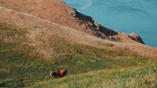 View of a horse on field