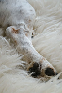 Close-up of a dog sleeping
