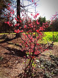 Red flowers growing on tree