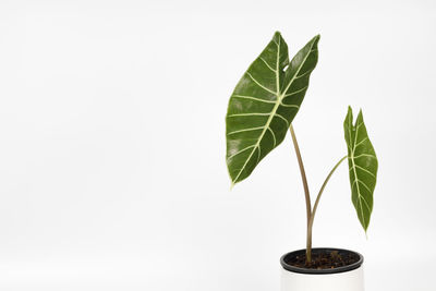 Close-up of plant against white background