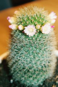 Close-up of bug on cactus