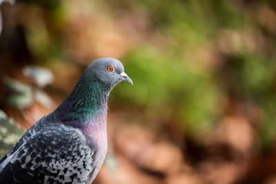 Close-up of pigeon perching outdoors