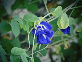 Close-up of purple flowers