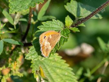 Close-up of butterfly on leaf