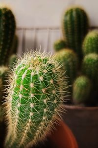 Close-up of cactus growing outdoors