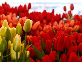 Close-up of red tulips blooming outdoors