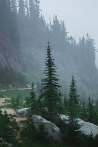 Pine trees in forest against sky