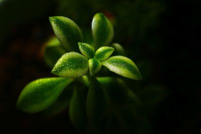 Close-up of green leaves