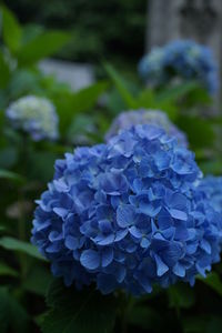 Close-up of blue hydrangea flowers in park