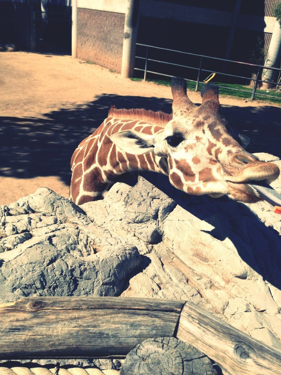 animal themes, wood - material, sunlight, relaxation, one animal, day, shadow, outdoors, no people, sand, lying down, nature, log, high angle view, wood, resting, wooden, mammal, bench, domestic animals