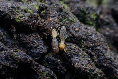 Close-up of lizard on rock