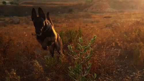 Dog standing on grass