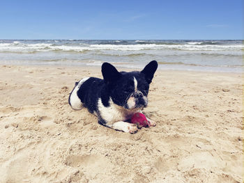 Dog on beach