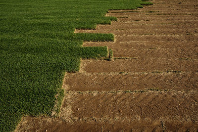 High angle view of agricultural field