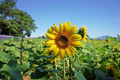 Close-up of yellow sunflower against sky
