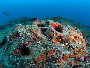 View of fish swimming in sea