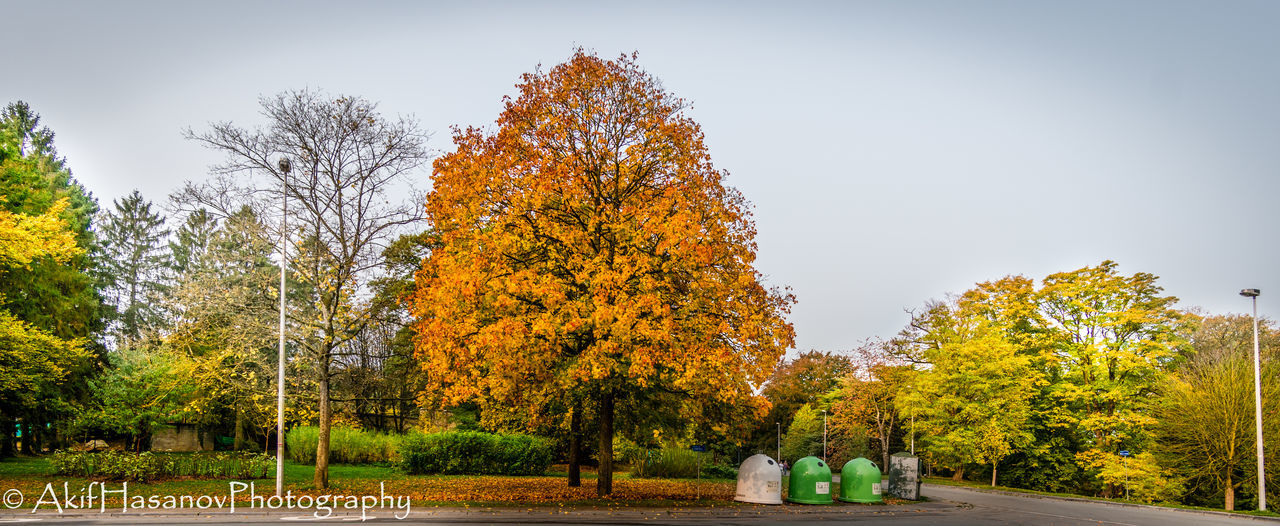 autumn, tree, change, leaf, tranquility, nature, beauty in nature, day, tranquil scene, outdoors, no people, scenics, yellow, clear sky, sky, growth, grass, maple