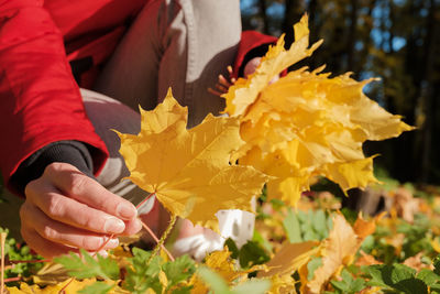 Close-up of person holding yellow maple leaves