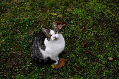 Kitten sitting on the grass