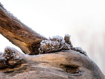 Close-up of driftwood on tree against sky