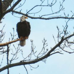 Low angle view of bird perching on bare tree against sky