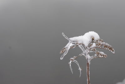 Close-up of frozen plant against white background