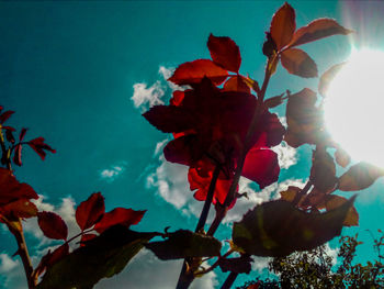 Close-up of flowers blooming against sky