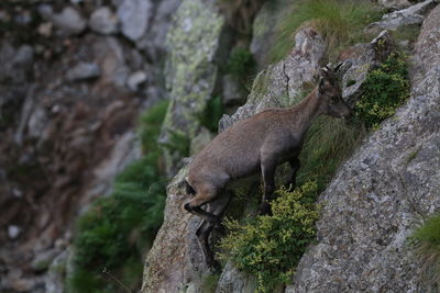 View of deer on rock