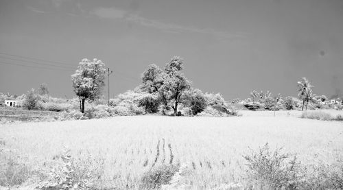 Bare trees on field