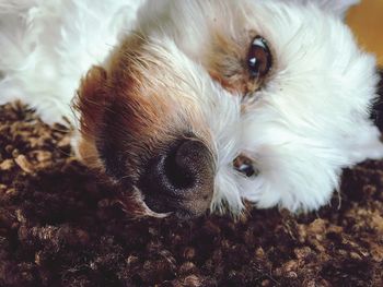 Close-up portrait of a dog
