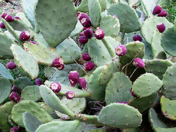 Close-up of prickly pear cactus