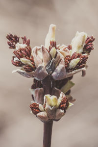 Close-up of wilted flower plant