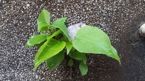 High angle view of plant