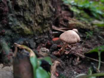 Close-up of mushrooms on rock