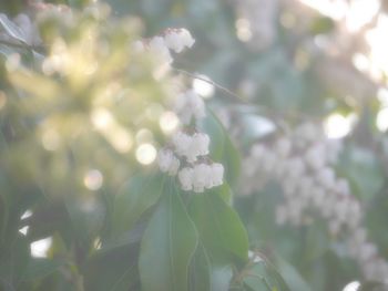 Close-up of white flower tree