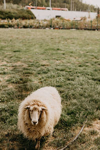 Sheep on a field