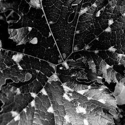 Close-up of leaves